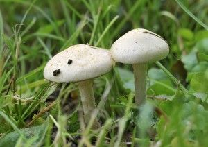 Two Mushrooms in Grass - Agaricus Species