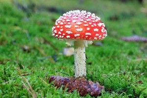 16024409 - amanita muscaria - growing in moss in the forest