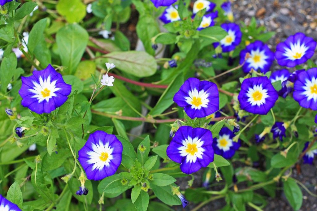18713455 - convolvulus tricolor blossom in the garden