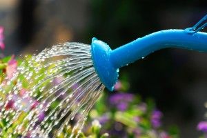 Watering flowers