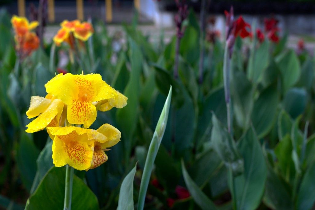 78623071 - close up of yellow canna indica flower with green plant back ground.