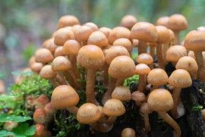 cluster of sulphur tuft (Hypholoma fasciculare )